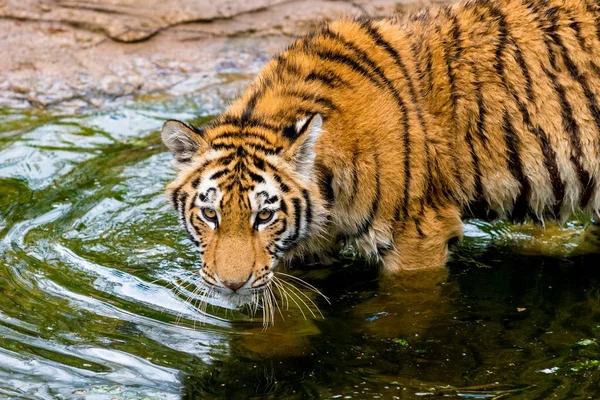 Gyönyörű tigris. Panthera tigris — Stock Fotó