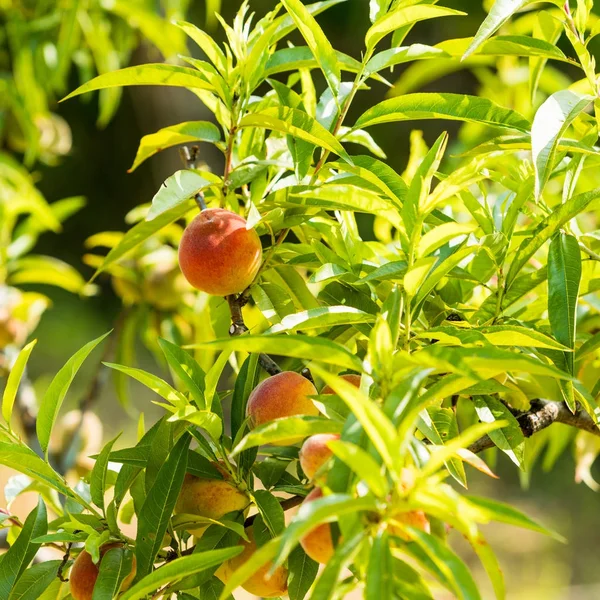 Fruits de pêche sucrés poussant sur une branche de pêcher — Photo