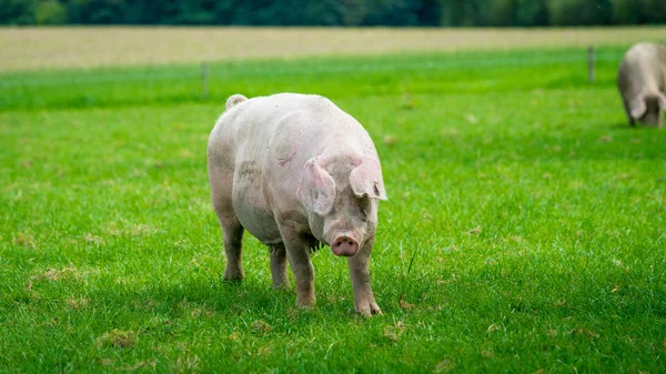 Het varken wordt uitgevoerd op een groene weide. varken graze op biologische bio boerderij — Stockfoto