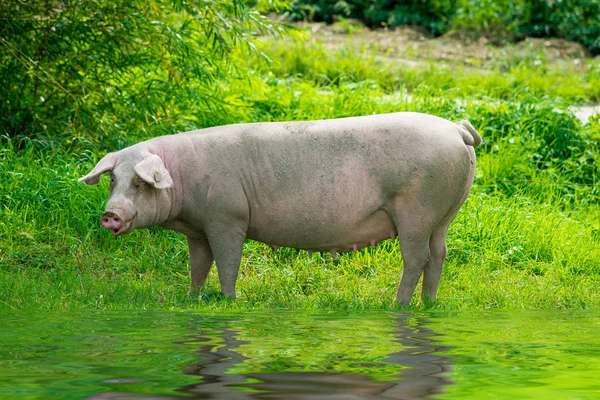 Prase, běžící na zelené louce. prase se pasou na organické bio farma — Stock fotografie