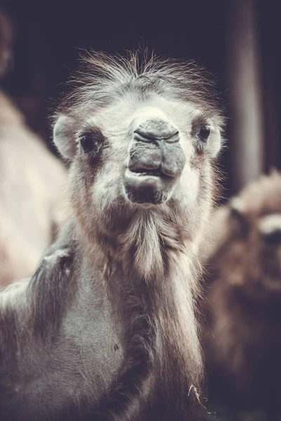 Portrét velblouda. CAMELUS bactrianus — Stock fotografie