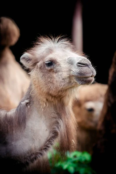 Portrait of camel. Camelus bactrianus — Stock Photo, Image