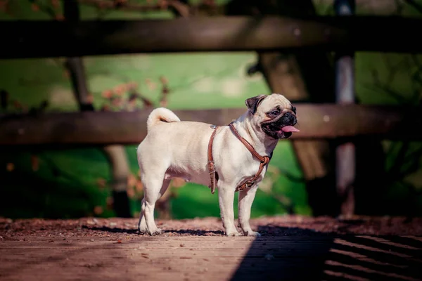 Mops hund porträtt. Söt mops — Stockfoto