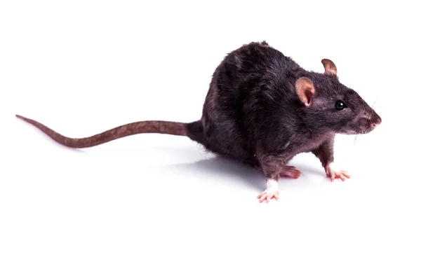Szczur izolowany na białym tle — Zdjęcie stockowe
