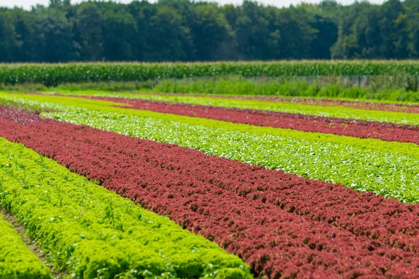 Filas de ensalada en un gran campo agrícola — Foto de Stock