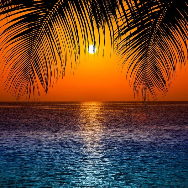 Silueta de palmeras al atardecer. puesta de sol y playa. Hermoso sol —  Fotos de Stock