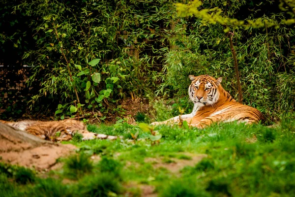 Тигр в лесу. Тигриный портрет — стоковое фото