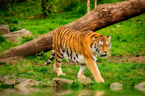 Tiger im Wald. Tigerporträt — Stockfoto
