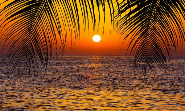 Palmbomen silhouet op zonsondergang tropisch strand — Stockfoto