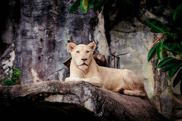 Lion blanc femelle. Des liones blanches — Photo