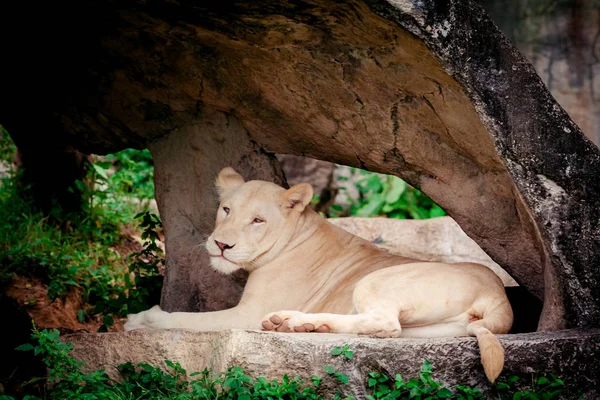 Female white lion. A white liones — Stock Photo, Image