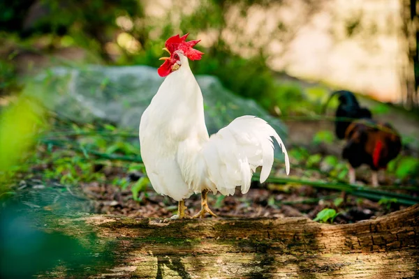Beautiful  rooster. white rooster — Stock Photo, Image