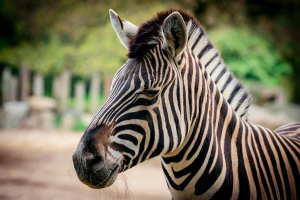 Zebra portre kadar kapatın — Stok fotoğraf