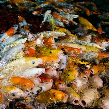 Koi sazan, Japon büyük balık, underwate