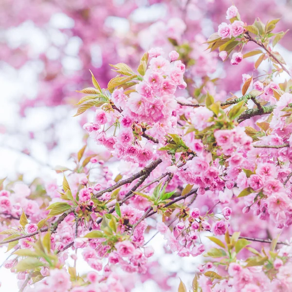 핑크 꽃입니다. 핑크 꽃과 화려한 배경 — 스톡 사진