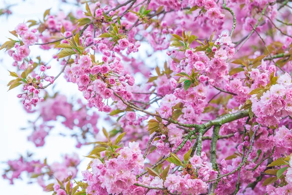 Vacker natur scen med blommande träd. Vårblommor. Perma — Stockfoto