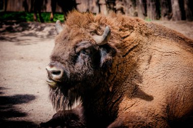 Avrupa Bison, Amerikan Bison / manda