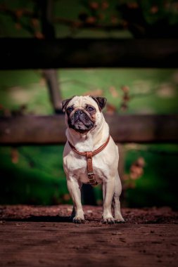 Pug köpek portre. şirin pug