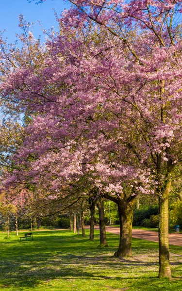 Красивые деревья в парке весной — стоковое фото