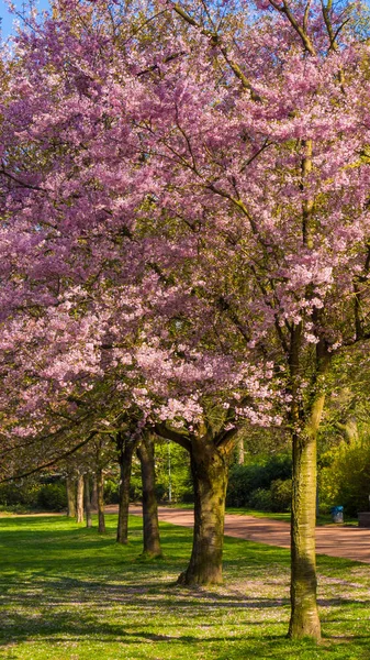 Flor de cerezo. Hermosa escena de la naturaleza con el árbol en flor — Foto de Stock