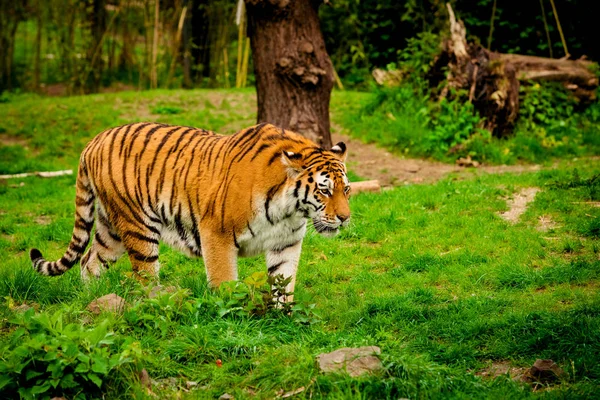 Tiger im Wald. Tigerporträt — Stockfoto