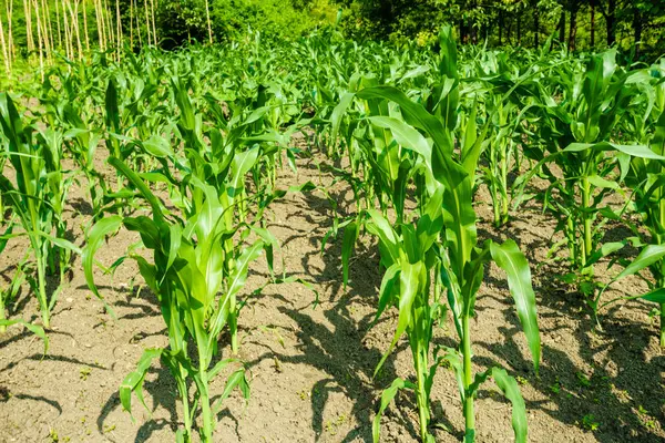 Corn field. maize wheat field corn — Stock Photo, Image