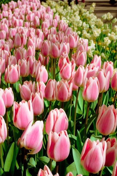 Barevné tulipány. tulipány na jaře — Stock fotografie