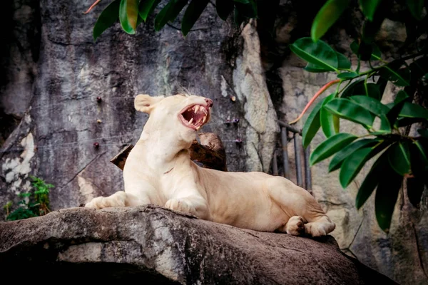 Mujer león blanco. Leones blancos. —  Fotos de Stock