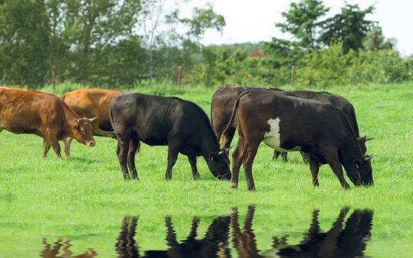 Стадо корів. Корови на полі Ліцензійні Стокові Фото