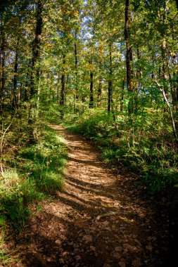 Manzara orman. Orman yolu