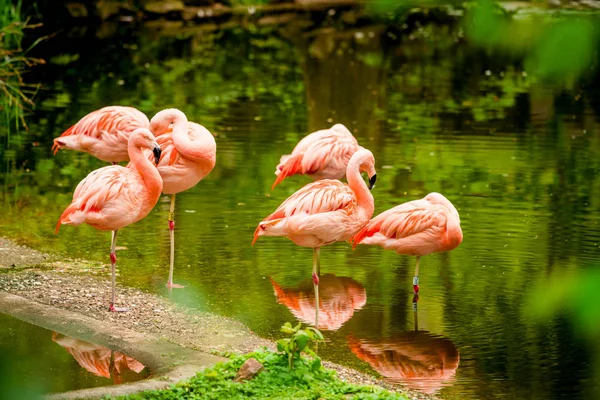 Flamingos on the beach — Stock Photo, Image