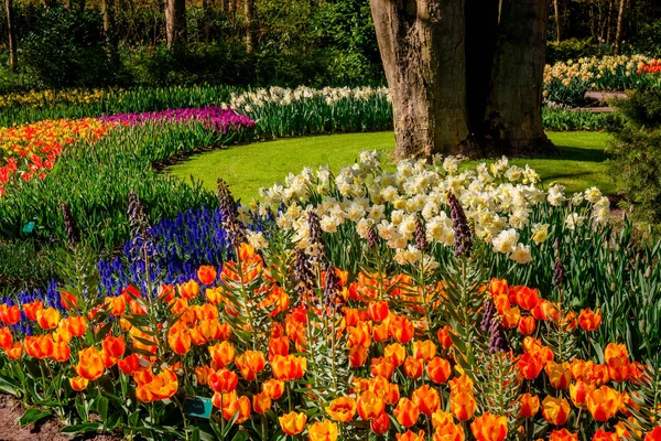 Bahar manzara. bir çayır çiçekler ile manzara — Stok fotoğraf