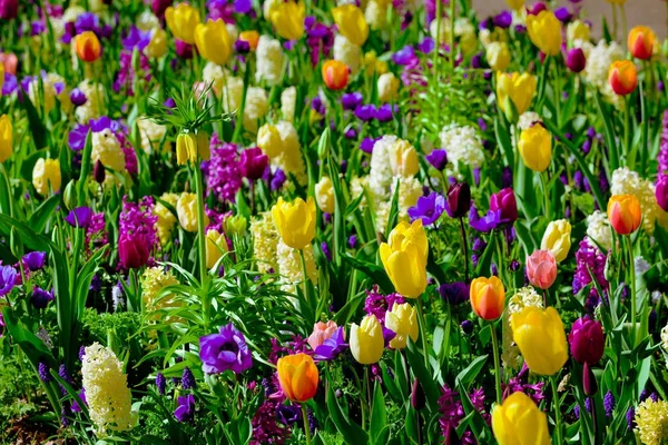 Flores frescas de primavera. Fondo de primavera. Primavera. Contexto — Foto de Stock