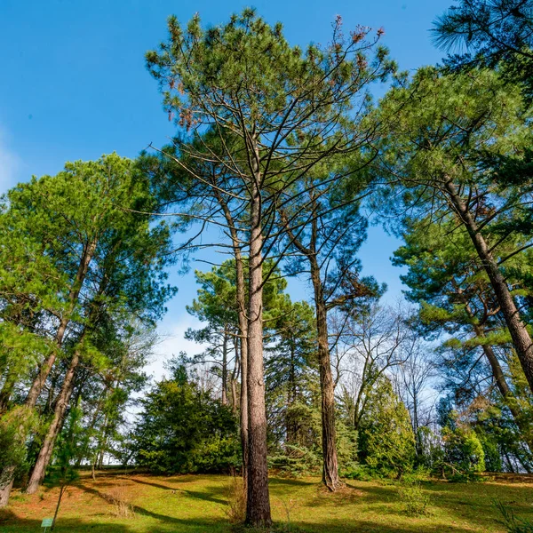Floresta de pinheiros. Floresta de Pinheiro Verde Natural — Fotografia de Stock