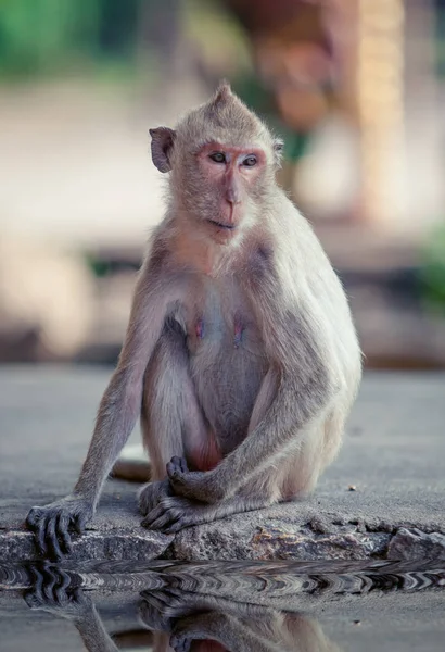 Portrait of  brown macaque monkey sitting on  road — Stock Photo, Image