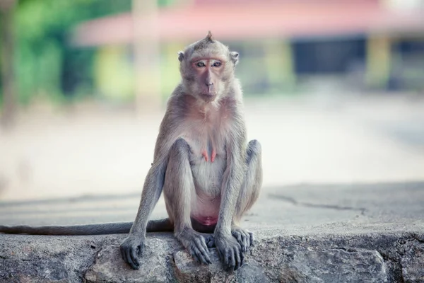 รูปลิง ลิงนั่งอยู่บนหิน — ภาพถ่ายสต็อก