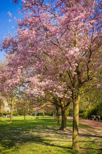 Piękne drzewa w parku na wiosnę — Zdjęcie stockowe