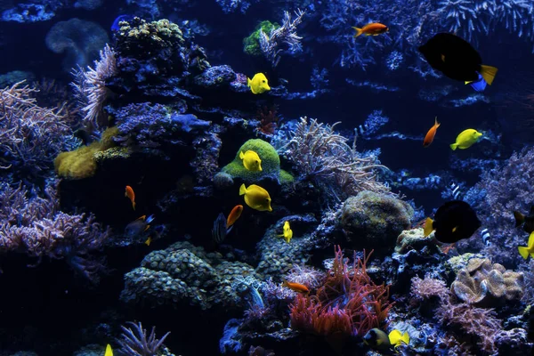 サンゴ礁に熱帯魚 水中のサンゴ礁の魚たち — ストック写真