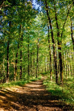 güzel yeşil orman. Orman iz manzara