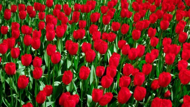 taze bahar çiçekleri. Bahar arka plan. Bahar. Arka plan