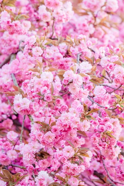 핑크 꽃입니다. 핑크 꽃과 화려한 배경 — 스톡 사진