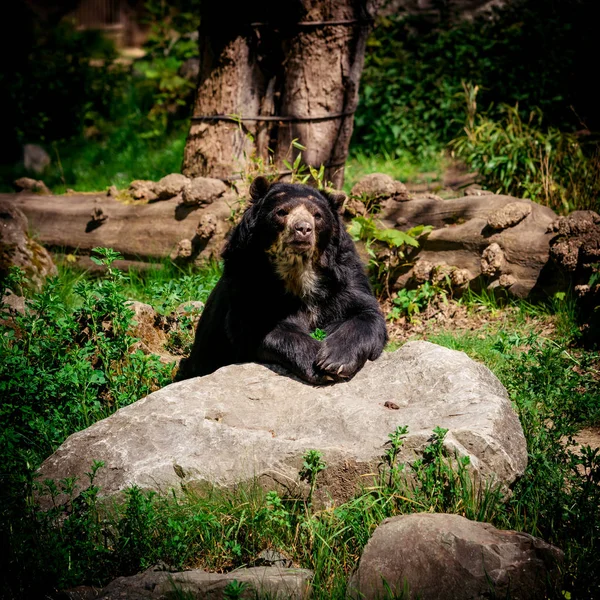 Urso negro. Um grande urso negro — Fotografia de Stock