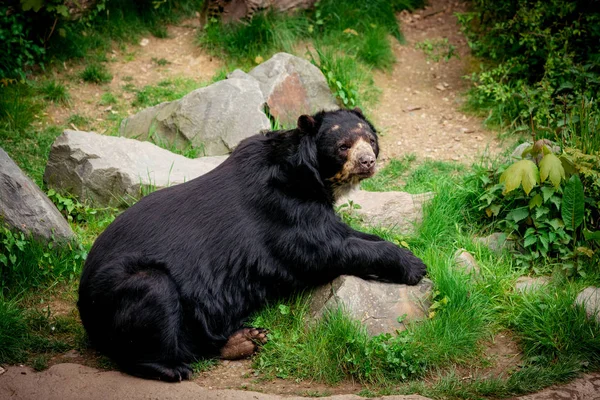 Schwarzbär. ein großer schwarzer Bär — Stockfoto