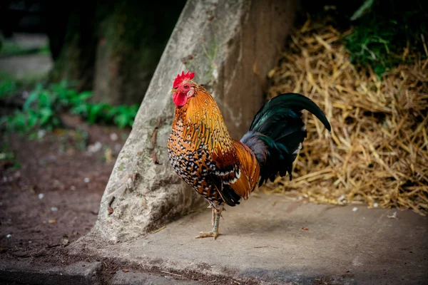 Beautiful  rooster. Colorful Rooster — Stock Photo, Image