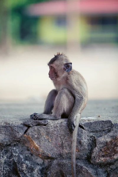 Monkey on the way. Cute monkey — Stock Photo, Image