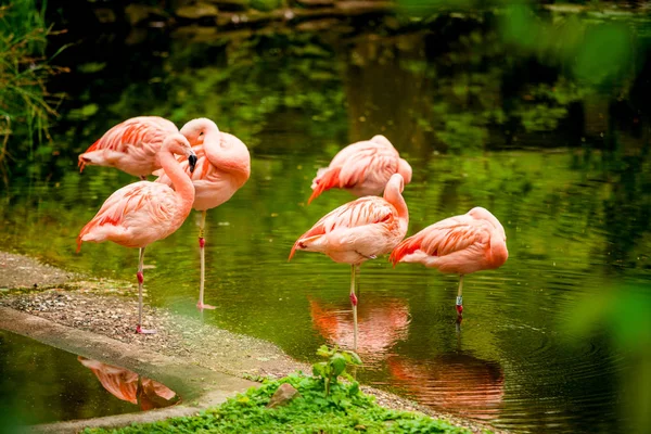 Gruppo di fenicotteri in piedi in acqua — Foto Stock