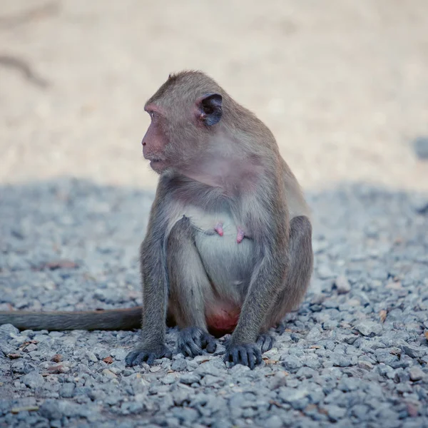 Retrato de mono macaco marrón sentado en la carretera —  Fotos de Stock