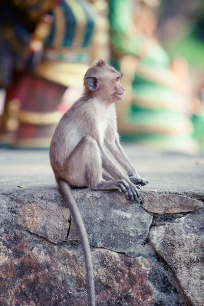 Monkey portrait. monkey sitting on the stone — Stock Photo, Image