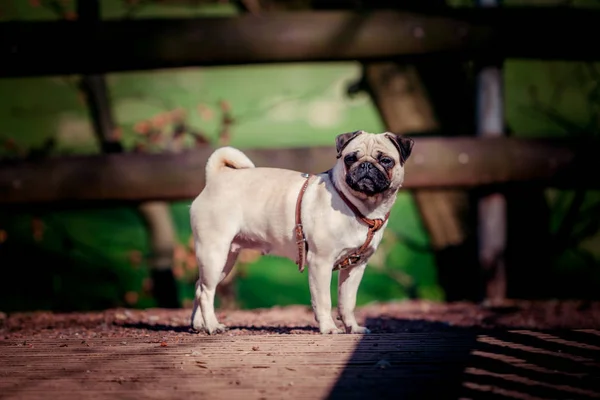 Pug dog portrait. cute pug — Stock Photo, Image