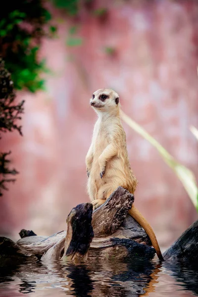 Retrato de um meerkat — Fotografia de Stock